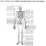 Axial Skeleton Worksheet Fill In The Blank Yahoo Image Search