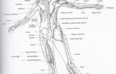 Ballet Anatomy Dance Technique Ballet Dancers Dance Teacher
