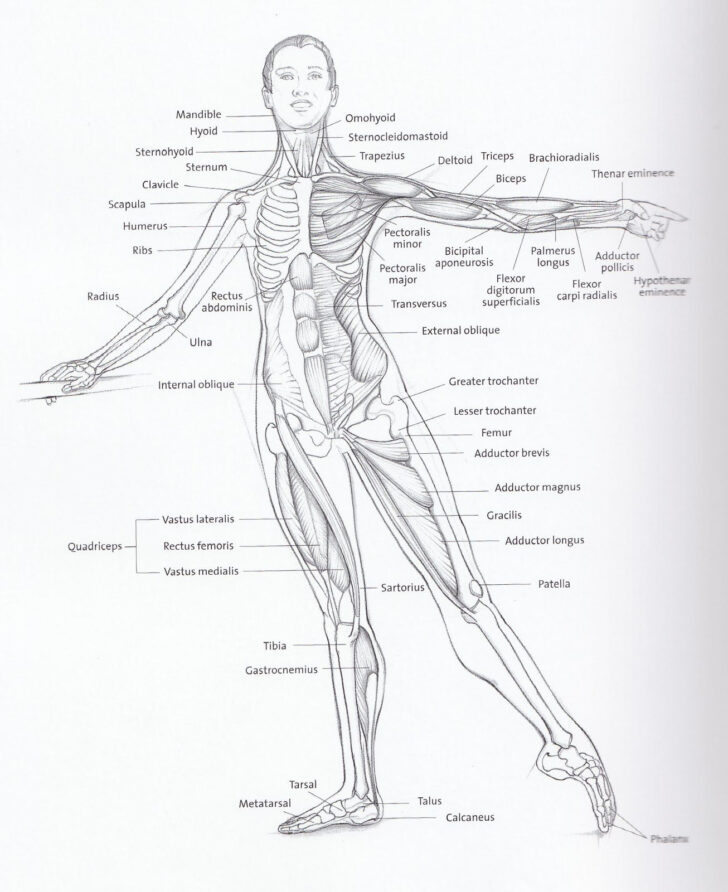Dance Anatomy Worksheets