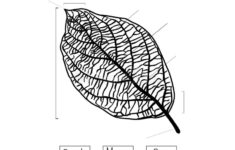 Basic Leaf Parts Worksheet Isolated On White Background Plants