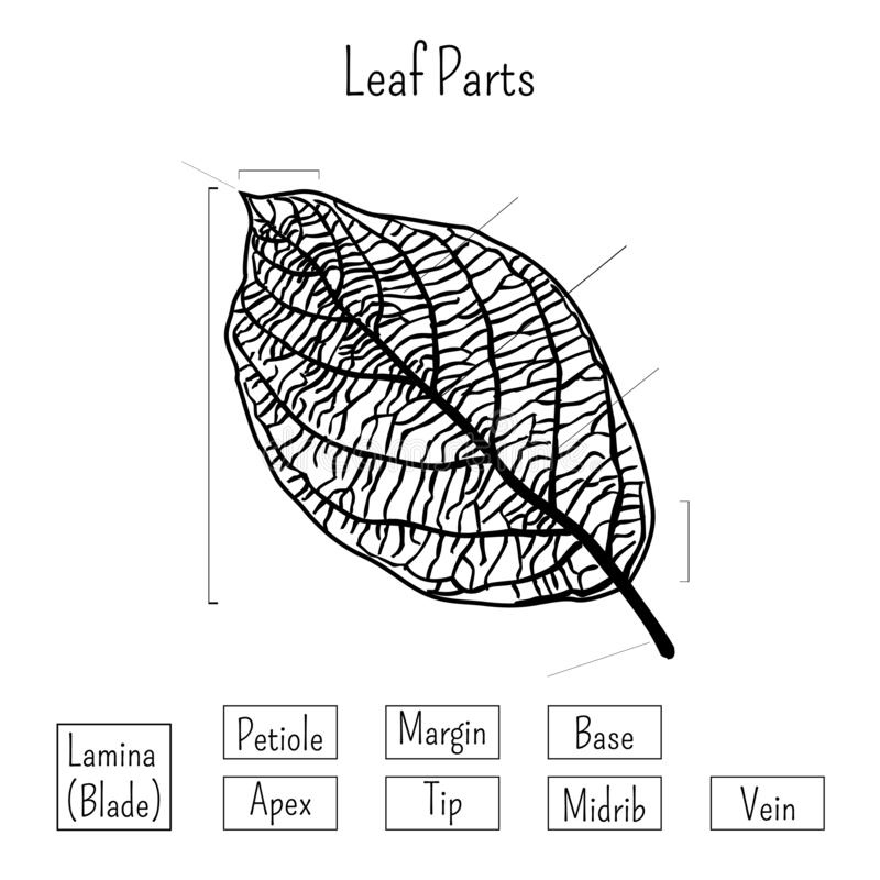 Basic Leaf Parts Worksheet Isolated On White Background Plants 