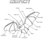 Bat Anatomy Printout Worksheet Bat Anatomy Bat Coloring Pages Bat