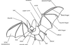 Bat Anatomy Printout Worksheet Bat Anatomy Bat Coloring Pages Bat