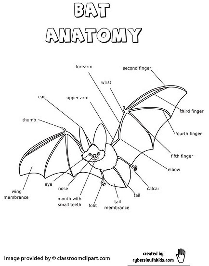 Bat Anatomy Worksheet