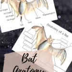 Bat Anatomy Worksheets Forest School Activities Halloween Themed