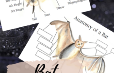 Bat Anatomy Worksheets Forest School Activities Halloween Themed