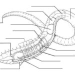 BE AN EXPERT Invertebrates Biology Worksheet Earthworms Dissection