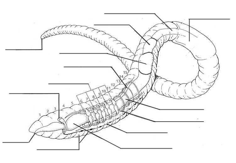 BE AN EXPERT Invertebrates Biology Worksheet Earthworms Dissection