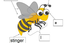 Bee Body Parts Worksheet