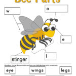 Bee Body Parts Worksheet