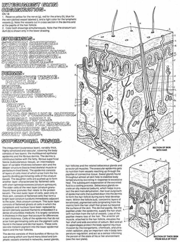 Best The Biology Of Skin Color Worksheet Answers Literacy Worksheets