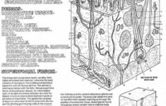 Best The Biology Of Skin Color Worksheet Answers Literacy Worksheets