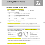 Bestseller Anatomy And Physiology Blood Vessels Worksheet Answers