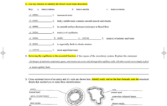 Bestseller Anatomy And Physiology Blood Vessels Worksheet Answers