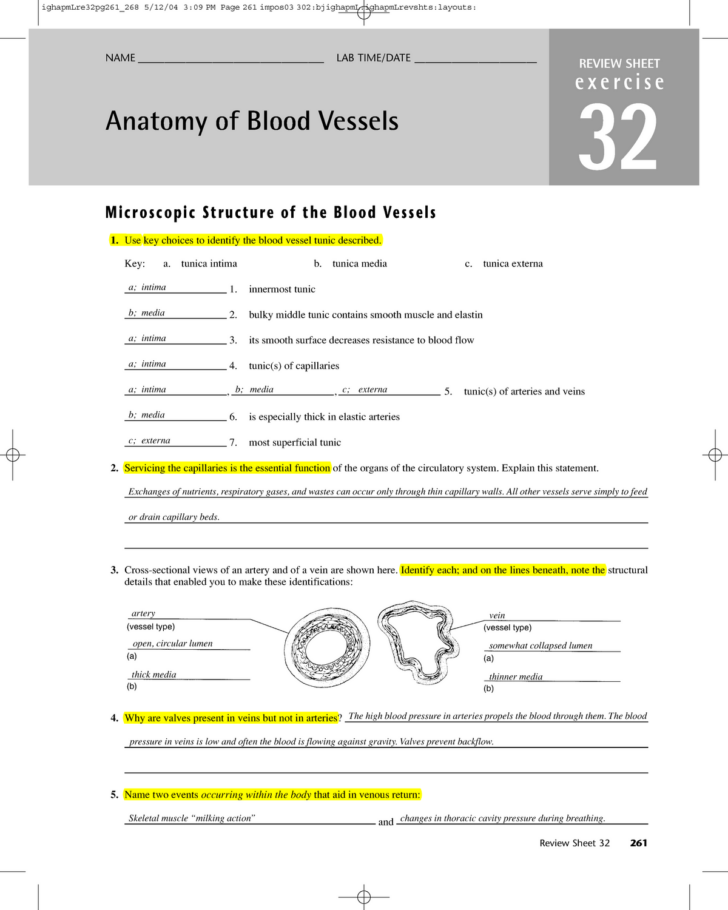 Anatomy And Physiology Blood Vessels Worksheet Answers