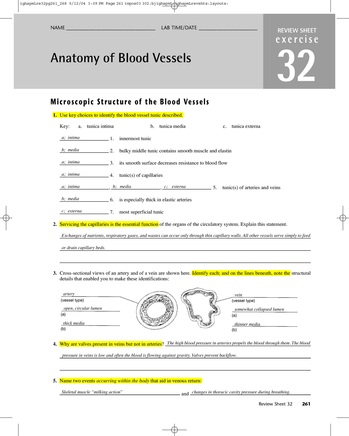 Bestseller Anatomy And Physiology Blood Vessels Worksheet Answers