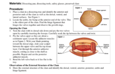 Bestseller Clam Dissection Lab Answers