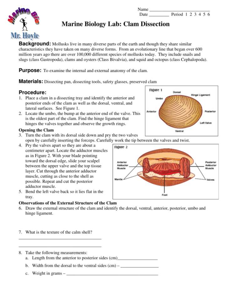 Bestseller Clam Dissection Lab Answers Anatomy Worksheets