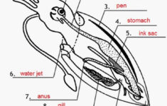 Bio11 Manvir Toor Squid Diagram Cephalopod