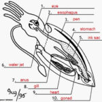 Bio11 Manvir Toor Squid Diagram Cephalopod