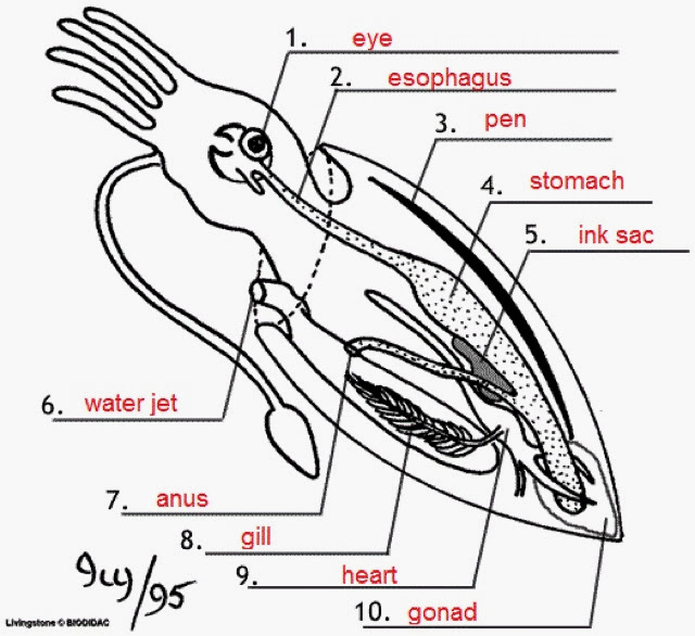 Squid Anatomy Worksheet