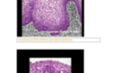 Bio290 Wk 2 Ch 4 Cell And Tissue Identification docx Cell And Tissue