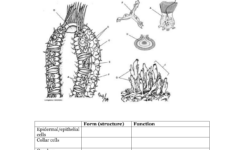 Biology 11 Porifera Sponges