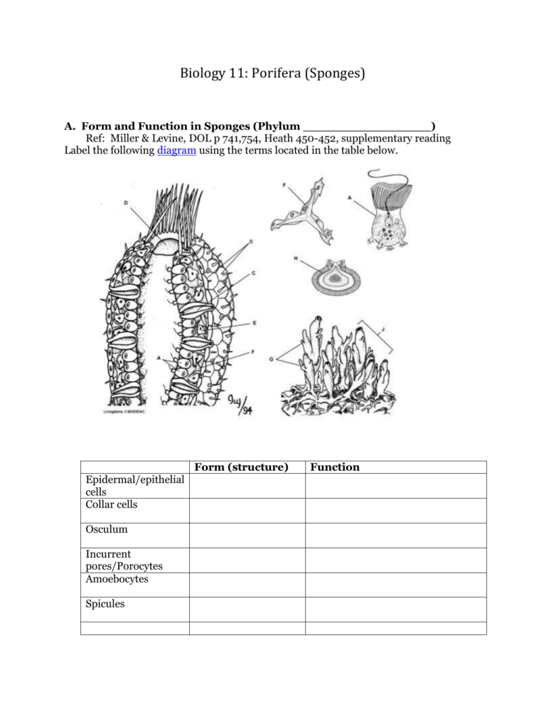 Biology 11 Porifera Sponges Anatomy Worksheets