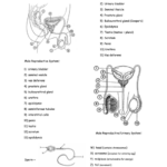 Biology 12 Worksheet Male Reproductive System Printable Pdf Download
