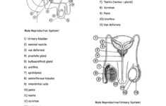 Biology 12 Worksheet Male Reproductive System Printable Pdf Download