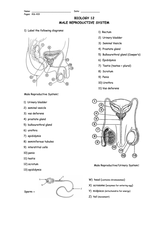 Biology 12 Worksheet Male Reproductive System Printable Pdf Download