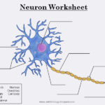 Biology Neurons Structure And Info Worksheet