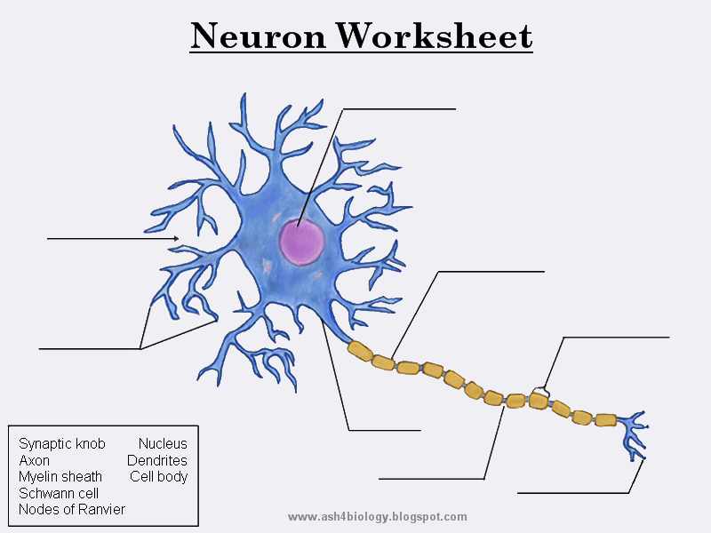 Biology Neurons Structure And Info Worksheet