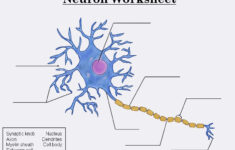 Biology Neurons Structure And Info Worksheet