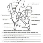 Biology Worksheet Human Body Worksheets Heart Diagram
