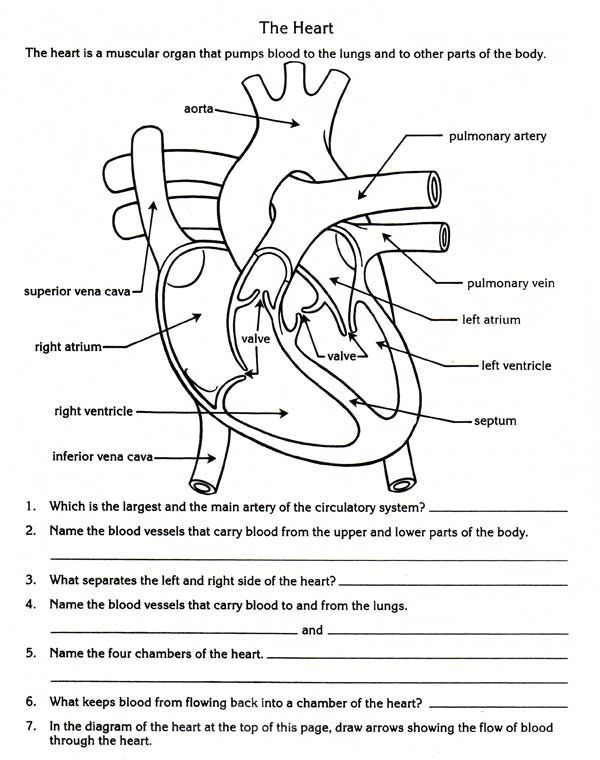 Biology Worksheet Human Body Worksheets Heart Diagram