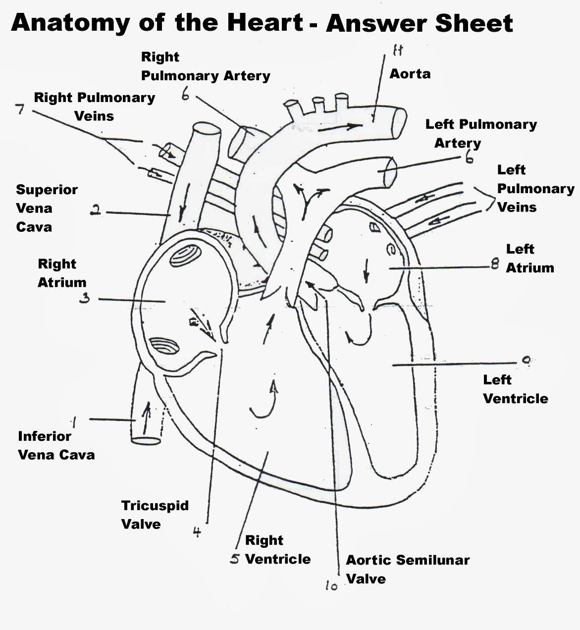BIOMED ALL INVITED The Human Heart ANATOMY PHYSIOLOGY CONDUCTION SYSTEM 