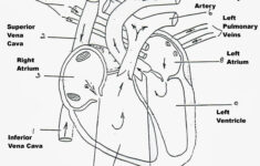BIOMED ALL INVITED The Human Heart ANATOMY PHYSIOLOGY CONDUCTION SYSTEM