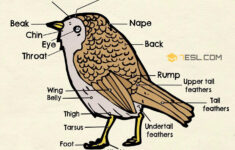 Bird Body Parts Worksheet For Kids Printable Worksheets And