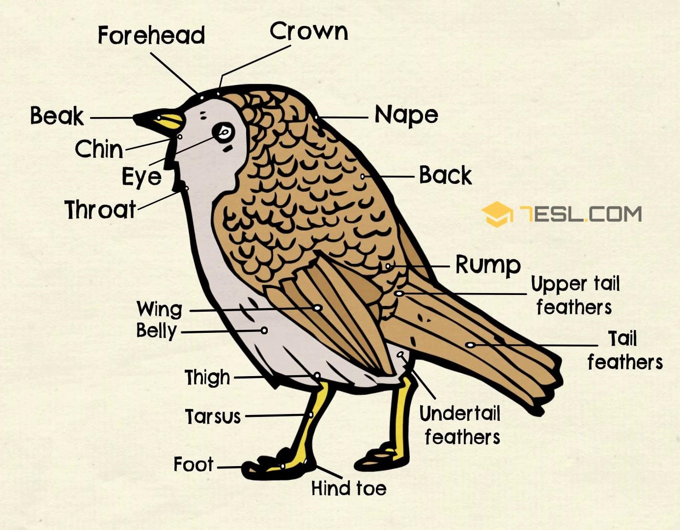 Bird Body Parts Worksheet For Kids Printable Worksheets And 