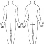 Blank Body Body Outline Body Template Body Diagram