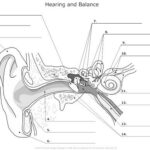Blank Ear Diagram Human Ear Diagram Ear Anatomy Ear Diagram