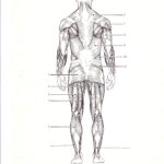 Blank Muscle Diagram To Label Lovely New Page 1 Bs079 K12 Muscle