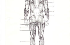 Blank Muscle Diagram To Label Lovely New Page 1 bs079 K12 Muscle