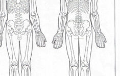 Blank Muscle Diagram To Label Luxury Blank Muscle Diagram To Label