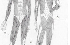 Blank Muscle Diagram Worksheet Print F In 2020 Muscle Diagram Free