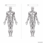 Blank Printable Worksheets Muscle Anatomy Printabler Kids