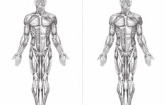 Blank Printable Worksheets Muscle Anatomy Printabler Kids