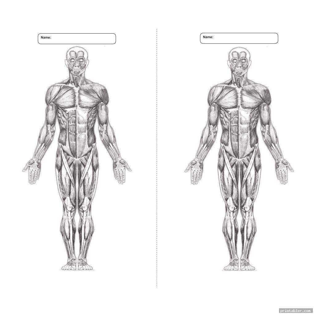 Blank Printable Worksheets Muscle Anatomy Printabler Kids 