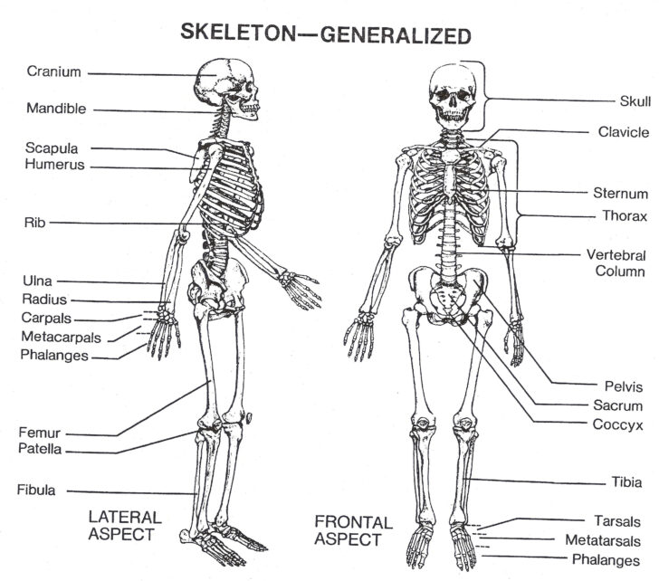 Anatomy Diagrams Printable